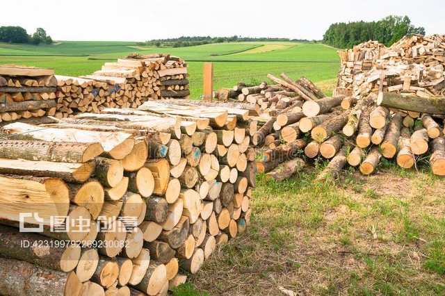 木材原木Timber logs